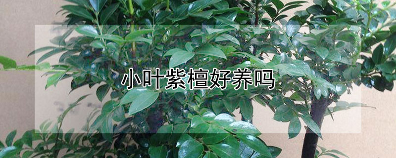 小葉紫檀好養(yǎng)嗎