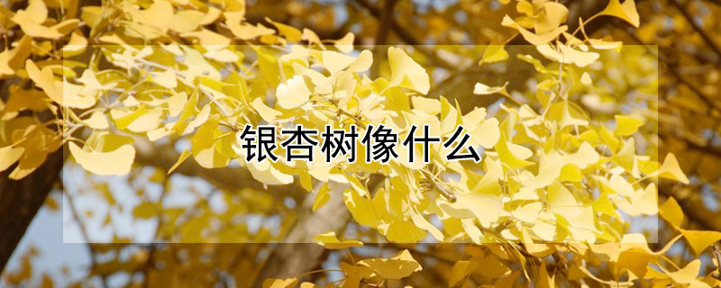 銀杏樹像什么