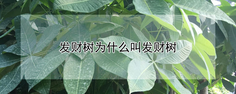 發財樹為什么叫發財樹