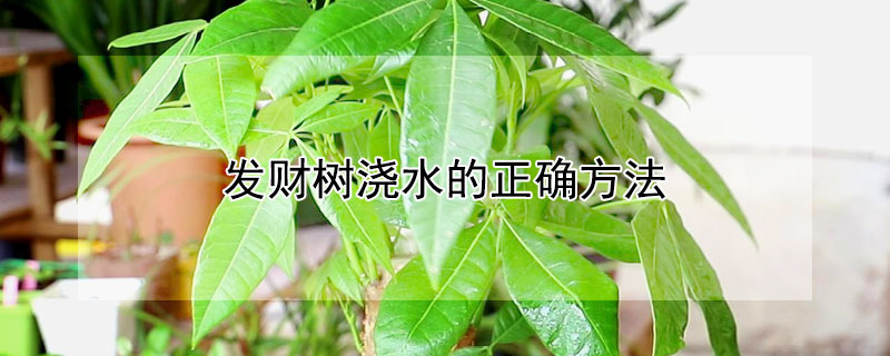 發財樹澆水的正確方法