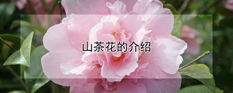 山茶花的介紹