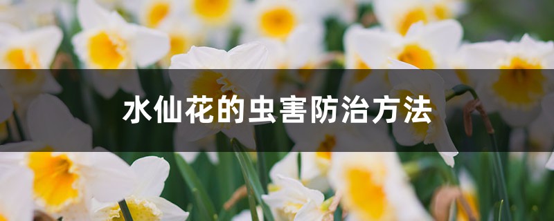 <b>水仙花的蟲害防治方法</b>