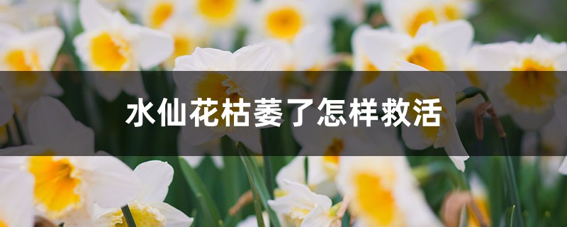 <b>水仙花枯萎了怎樣救活</b>