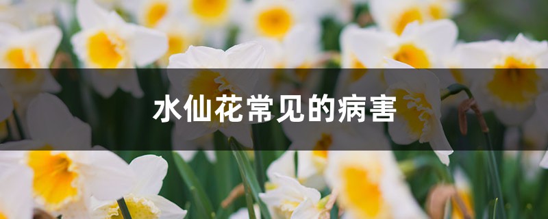 <b>水仙花常見的病害，如何防治病害</b>