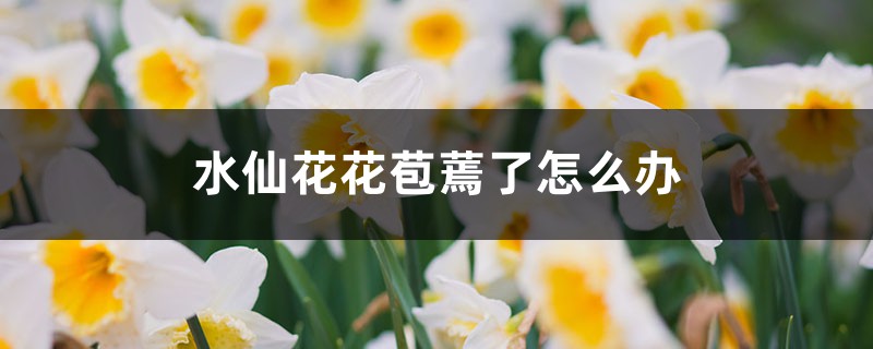 <b>水仙花花苞蔫了怎么解決，怎么處理</b>