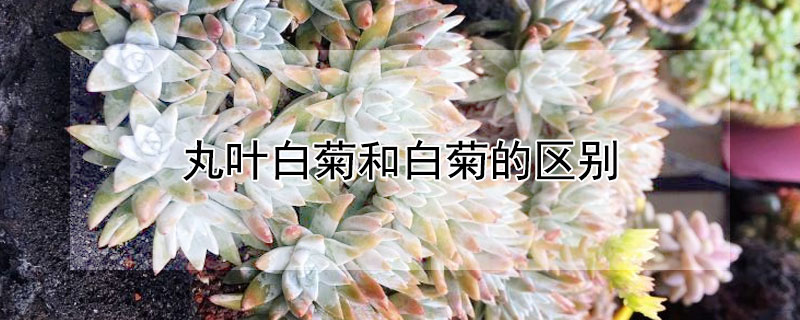 丸葉白菊和白菊的區(qū)別