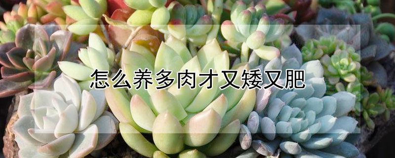 怎么養(yǎng)多肉才又矮又肥