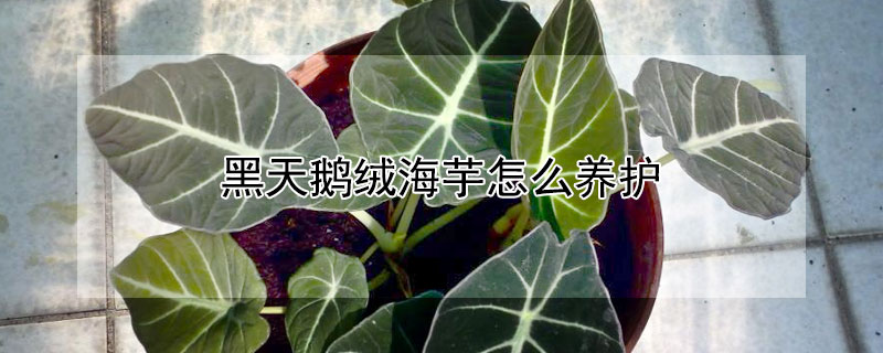 黑天鵝絨海芋怎么養(yǎng)護(hù)