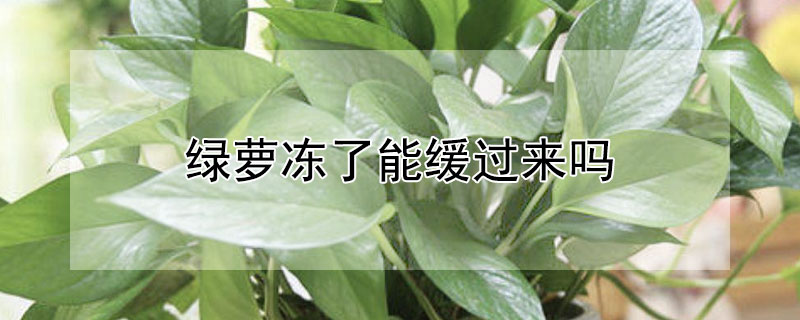 綠蘿凍了能緩過來嗎