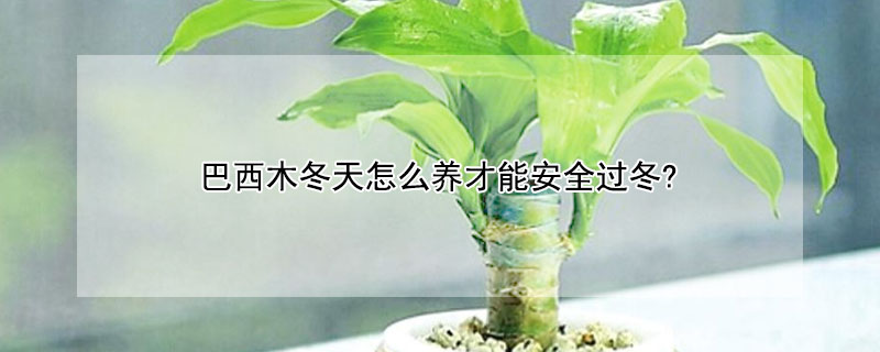 巴西木冬天怎么養(yǎng)才能安全過冬?