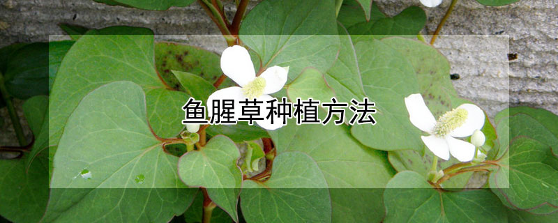 魚腥草種植方法