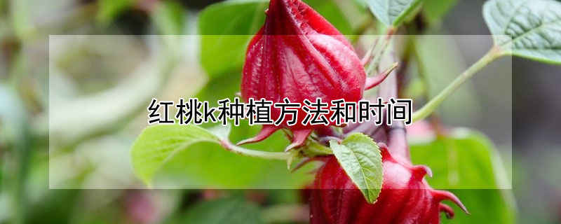 紅桃k種植方法和時間