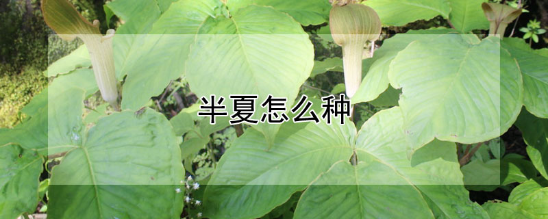 半夏怎么種