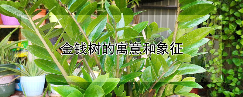 金錢樹(shù)的寓意和象征