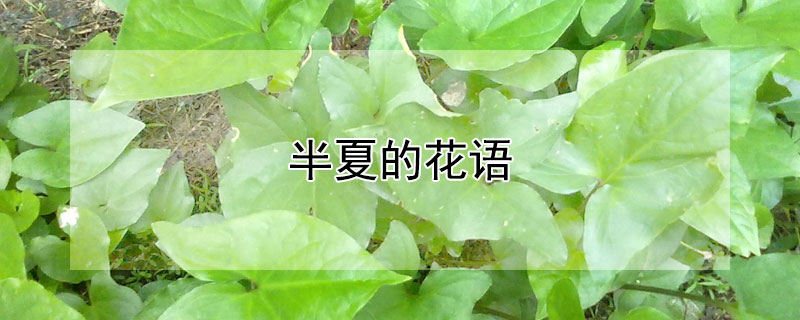 半夏的花語