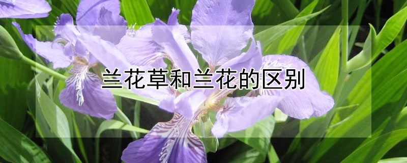 蘭花草和蘭花的區別