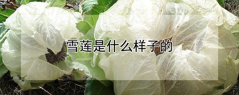 雪蓮是什么樣子的