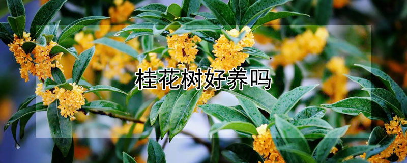 桂花樹好養(yǎng)嗎