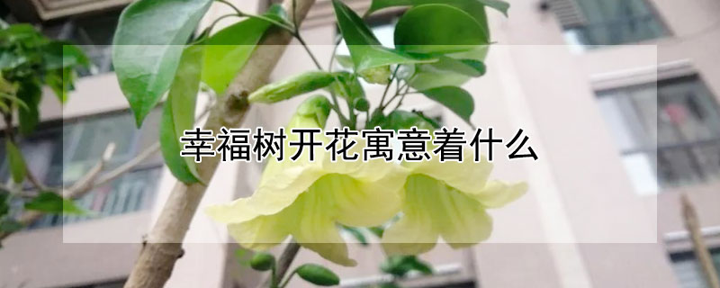 幸福樹(shù)開(kāi)花寓意著什么