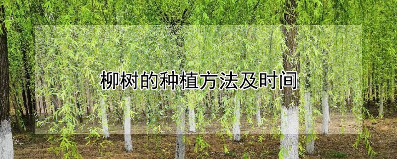 柳樹的種植方法及時間