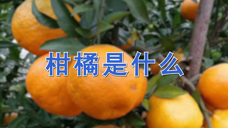 柑橘是什么