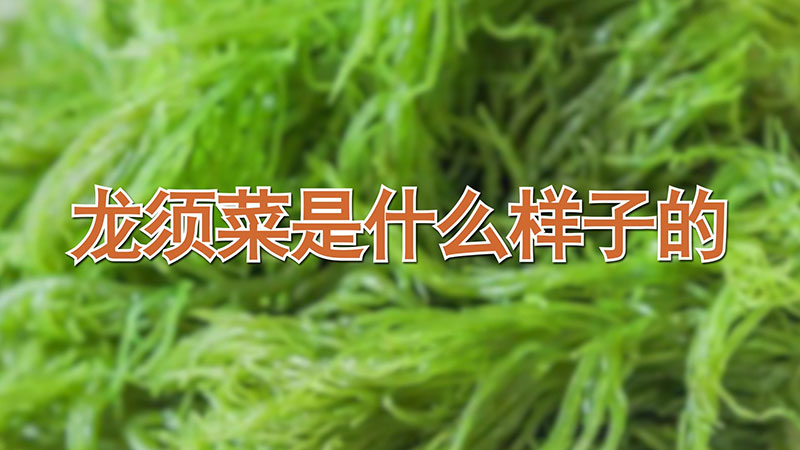 龍須菜是什么樣子的