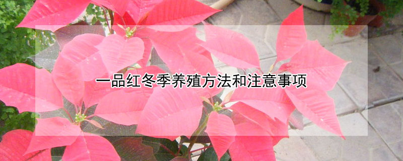 一品紅冬季養殖方法和注意事項