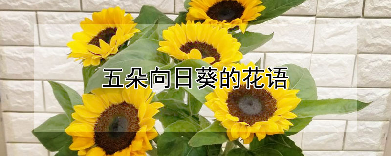 五朵向日葵的花語(yǔ)