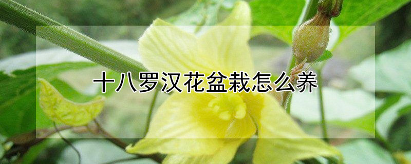 十八羅漢花盆栽怎么養(yǎng)