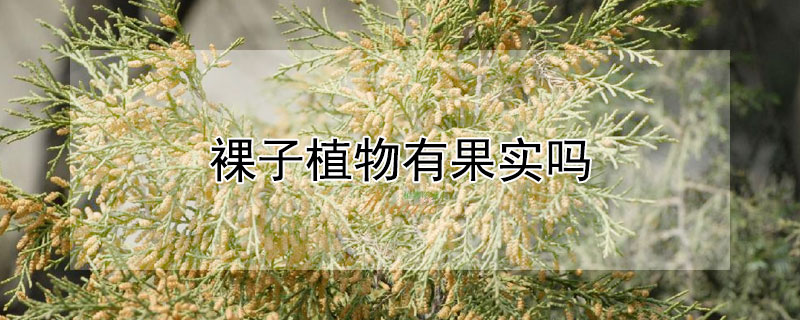 裸子植物有果實(shí)嗎