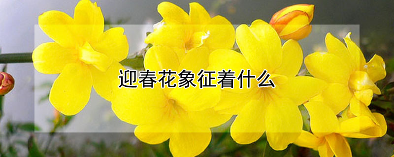 迎春花象征著什么