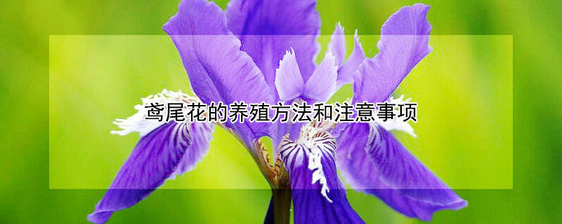 鳶尾花的養(yǎng)殖方法和注意事項(xiàng)