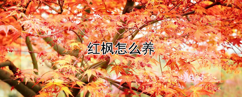 紅楓怎么養