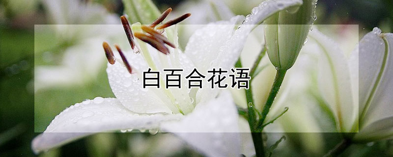 白百合花語(yǔ)