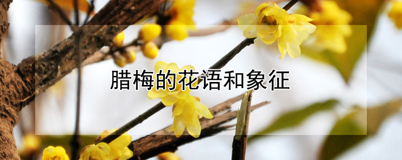 臘梅的花語(yǔ)和象征