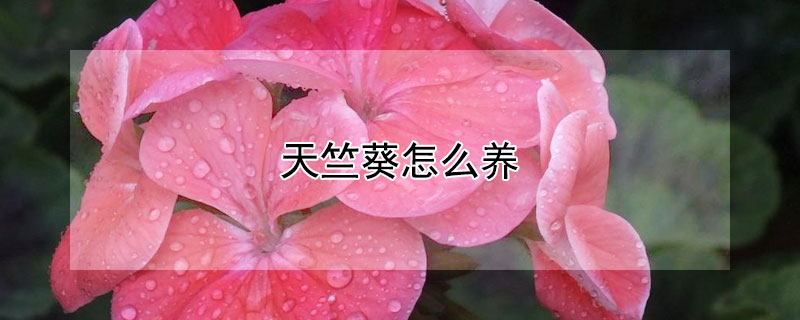 天竺葵怎么養(yǎng)