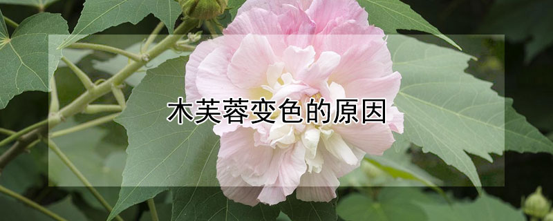 木芙蓉變色的原因