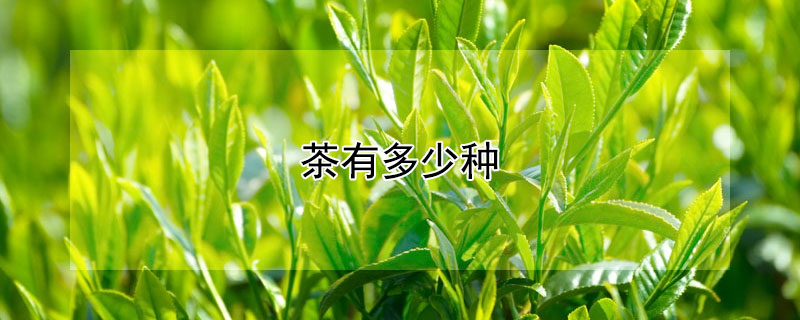 茶有多少種