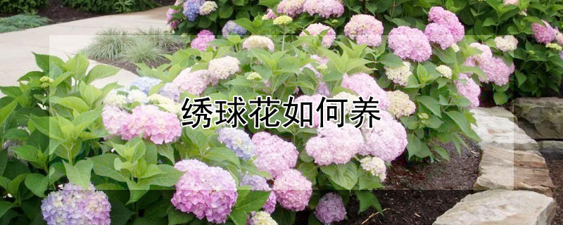 繡球花如何養