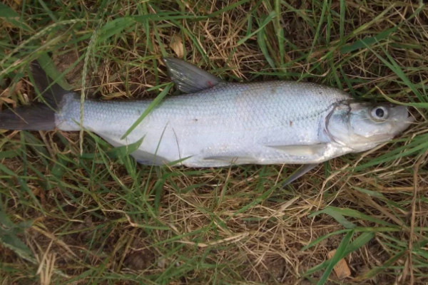 翹嘴魚和白條魚的區別