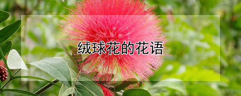 絨球花的花語(yǔ)