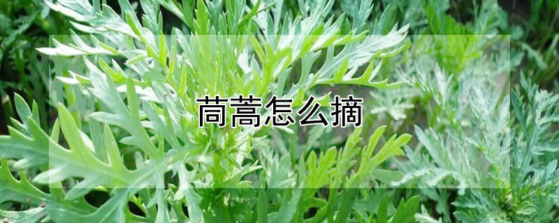 茼蒿怎么摘