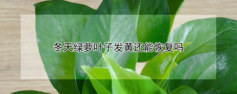 冬天綠蘿葉子發(fā)黃還能恢復(fù)嗎