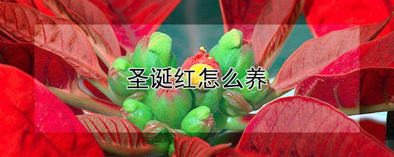 圣誕紅怎么養(yǎng)