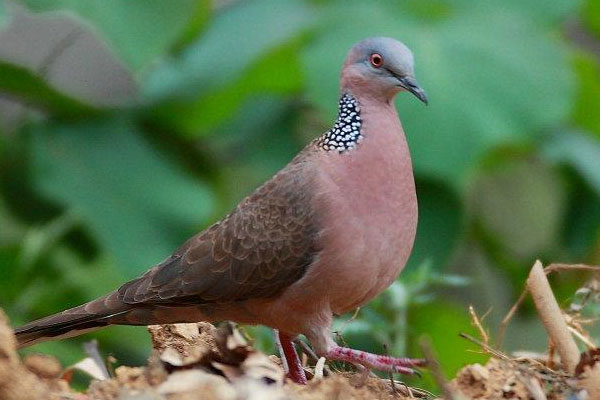 斑鳩吃什么