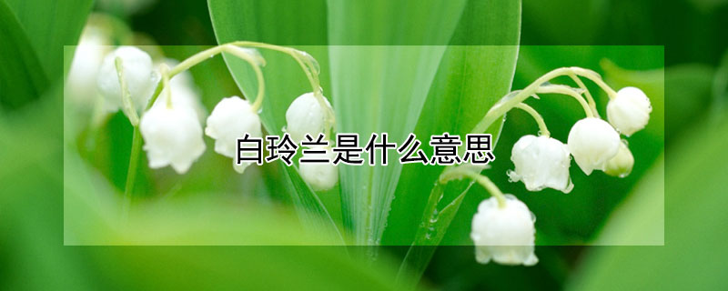 白玲蘭是什么意思