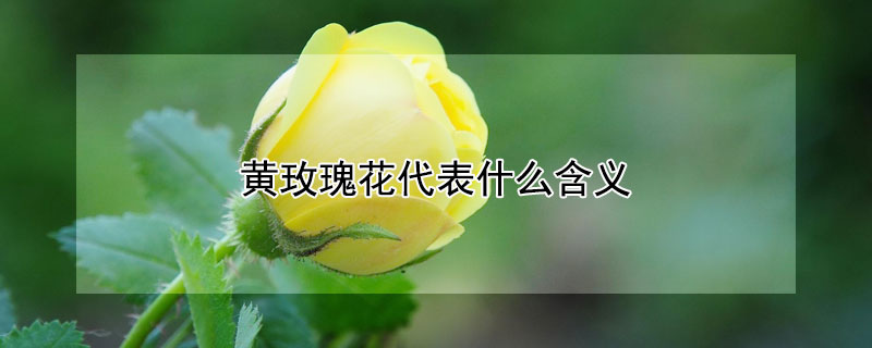 黃玫瑰花代表什么含義