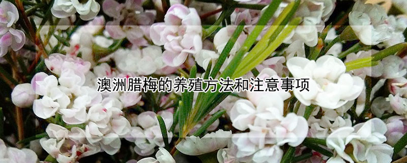 澳洲臘梅的養殖方法和注意事項