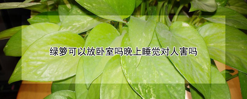 綠籮可以放臥室嗎晚上睡覺對(duì)人害嗎