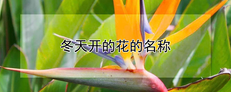 冬天開的花的名稱